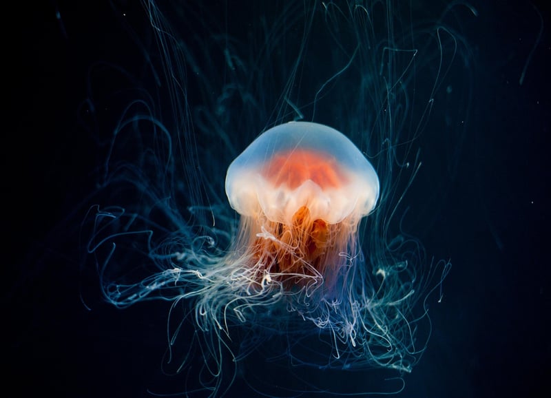 Mystical Aquatics