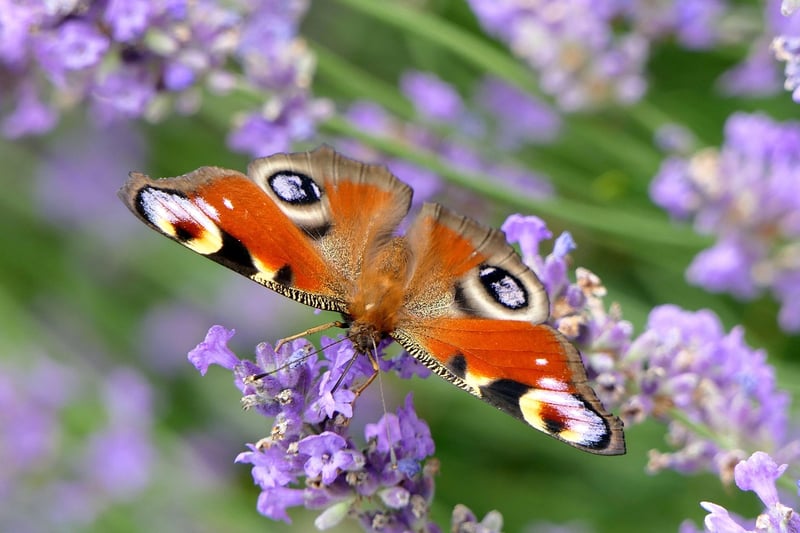 Fantasy Butterfly Reflection