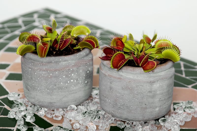Carnivorous Plant
