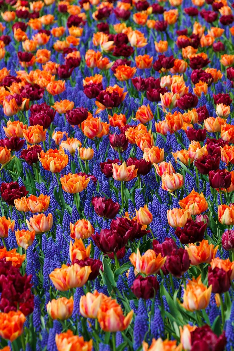 Garden Landscape