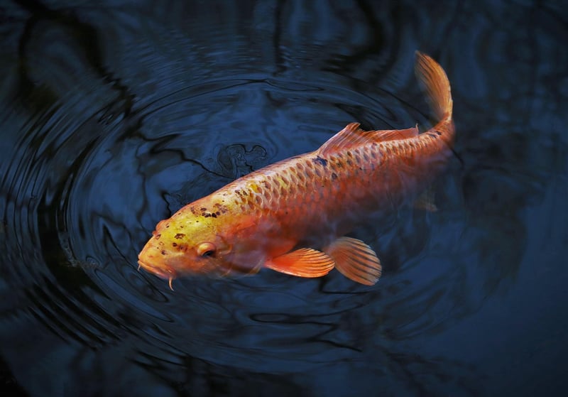Koi Pond