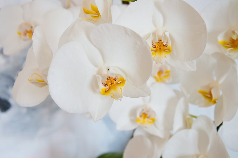 Rare Orchid